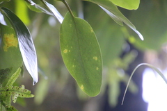 Griselinia lucida