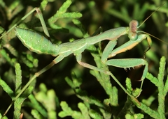 Sphodromantis viridis