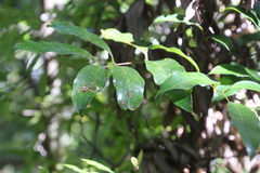 Ripogonum scandens