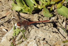 Diplacodes bipunctata
