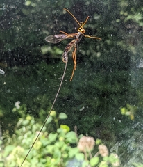Megarhyssa atrata