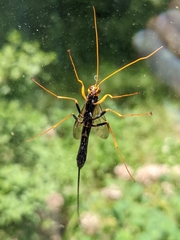 Megarhyssa atrata
