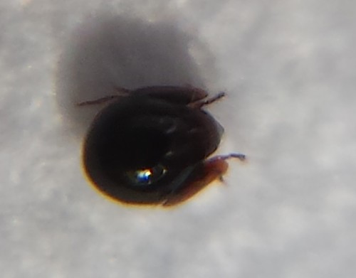 Galumnidae