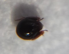 Galumnidae