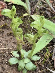 Pterostylis mutica