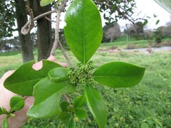 Corynocarpus laevigatus