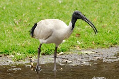 Threskiornis molucca