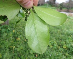 Corynocarpus laevigatus