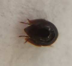 Galumnidae