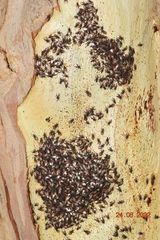 Oxycarenus lavaterae