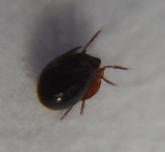Galumnidae