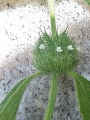 Leucas martinicensis