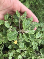 Brachyglottis pentacopa