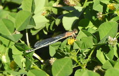 Xanthagrion erythroneurum