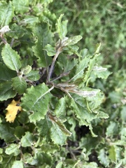 Brachyglottis pentacopa