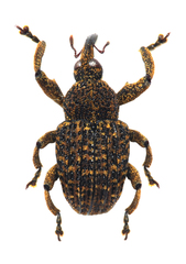 Eubulus