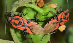 Spilostethus furcula