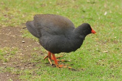 Gallinula tenebrosa
