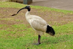 Threskiornis molucca