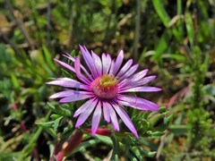 Lampranthus scaber