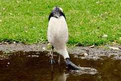 Threskiornis molucca