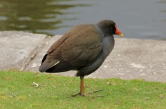 Gallinula tenebrosa