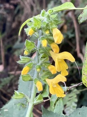 Salvia nipponica