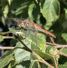 Sympetrum sanguineum