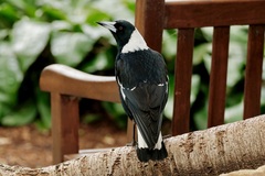 Gymnorhina tibicen