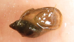 Radix natalensis