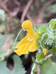 Salvia nipponica