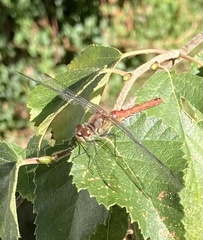 Sympetrum sanguineum