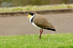 Vanellus miles novaehollandiae