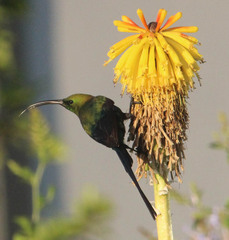 Nectarinia famosa