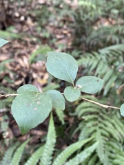 Styrax formosanus