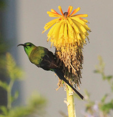 Nectarinia famosa