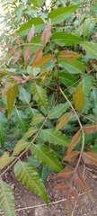 Azadirachta indica