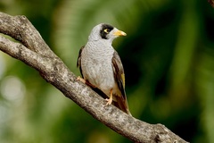 Manorina melanocephala