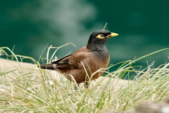 Acridotheres tristis
