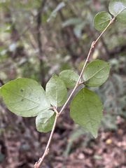 Styrax formosanus
