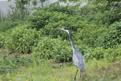 Ardea melanocephala