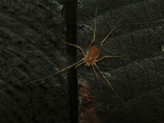 Paroligolophus agrestis