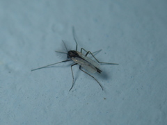 Chironomidae