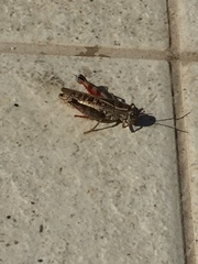 Calliptamus italicus