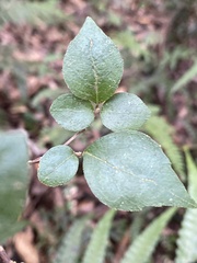 Styrax formosanus