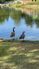 Branta canadensis