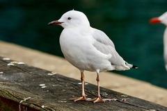 Chroicocephalus novaehollandiae