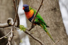 Trichoglossus moluccanus