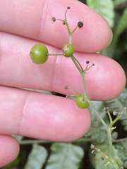 Gynostemma pentaphyllum