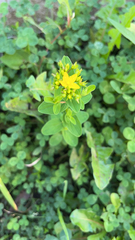 Hypericum